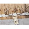 Image 4 : 2 Sets Of Whitetail Antlers On Skull