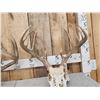 Image 5 : 2 Sets Of Whitetail Antlers On Skull