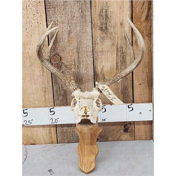 4x4 Whitetail Antlers On Display Plaque