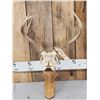 Image 1 : 4x4 Whitetail Antlers On Display Plaque