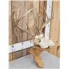 Image 3 : 4x4 Whitetail Antlers On Display Plaque