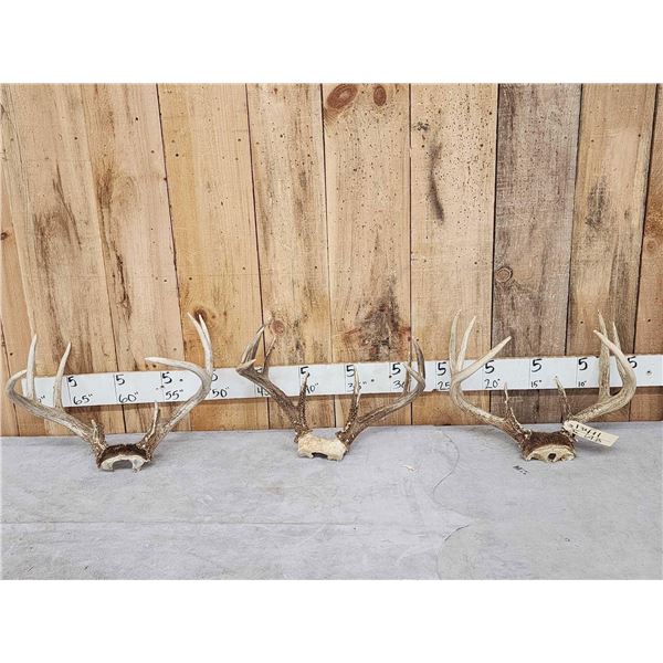 3 Sets Of Whitetail Antlers On Skull Plate