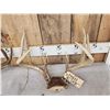 Image 2 : 3 Sets Of Whitetail Antlers On Skull Plate