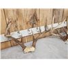 Image 4 : 3 Sets Of Whitetail Antlers On Skull Plate
