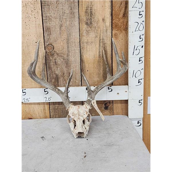 5x5 Whitetail Antlers On Skull