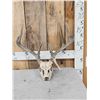 Image 1 : 5x5 Whitetail Antlers On Skull