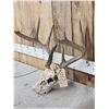 Image 2 : 5x5 Whitetail Antlers On Skull