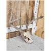 Image 3 : 5x5 Whitetail Antlers On Skull