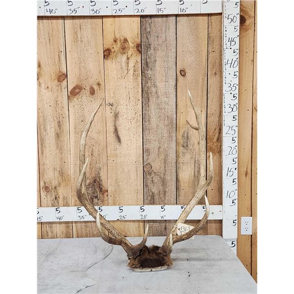 5x5 Elk Antlers On Skull Plate