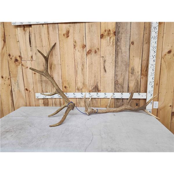 2 Elk Shed Antlers