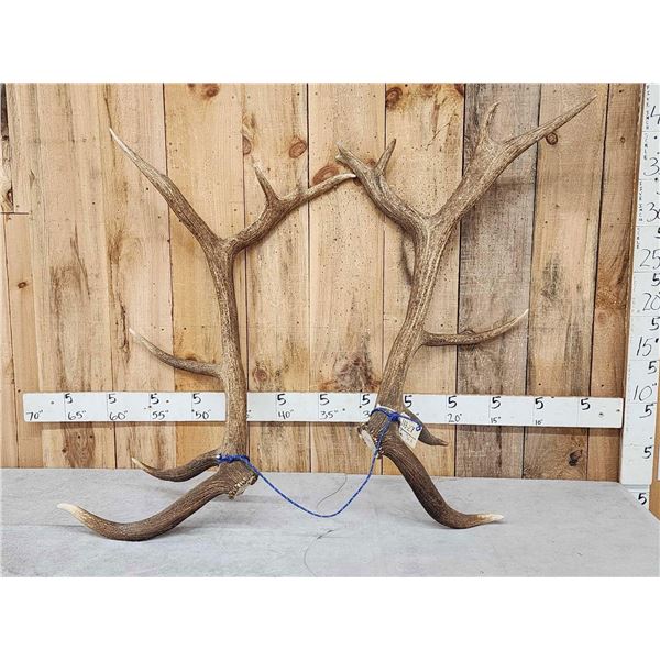 Set of 7x7 Elk Shed Antlers