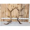 Image 1 : Set of 7x7 Elk Shed Antlers