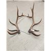 Image 2 : Set of 7x7 Elk Shed Antlers
