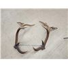 Image 3 : Set of 7x7 Elk Shed Antlers