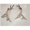 Image 4 : Set of 7x7 Elk Shed Antlers