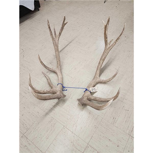 Massive 8x7 Elk Shed Antlers