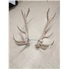 Image 1 : Massive 8x7 Elk Shed Antlers