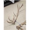 Image 2 : Massive 8x7 Elk Shed Antlers