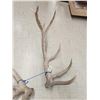 Image 3 : Massive 8x7 Elk Shed Antlers