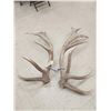 Image 4 : Massive 8x7 Elk Shed Antlers