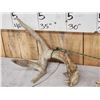 Image 3 : Set Of Freak Nontypical Whitetail Shed Antlers