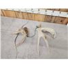 Image 4 : Set Of Freak Nontypical Whitetail Shed Antlers