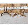 Image 1 : Set Of Gnarly Nontypical Whitetail Shed Antlers
