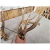 Image 4 : Set Of Gnarly Nontypical Whitetail Shed Antlers