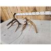 Image 5 : Set Of Gnarly Nontypical Whitetail Shed Antlers