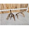 Image 6 : Set Of Gnarly Nontypical Whitetail Shed Antlers