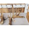 Image 2 : Set Of Heavy Mass Whitetail Shed Antlers