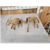 Image 4 : Set Of Heavy Mass Whitetail Shed Antlers