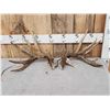 Image 1 : Nontypical Whitetail Shed Antlers