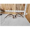 Image 5 : Nontypical Whitetail Shed Antlers