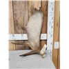 Image 1 : 6.2 Lbs Moose Shed Antler