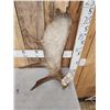 Image 2 : 6.2 Lbs Moose Shed Antler