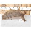 Image 3 : 6.2 Lbs Moose Shed Antler