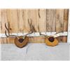 Image 1 : 2 Sets Of Mule Deer Antlers On Plaques