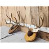 Image 2 : 2 Sets Of Mule Deer Antlers On Plaques