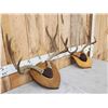 Image 3 : 2 Sets Of Mule Deer Antlers On Plaques