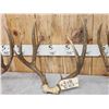 Image 3 : 3 Sets Of Mule Deer Antlers
