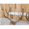 Image 4 : 3 Sets Of Mule Deer Antlers
