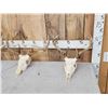Image 2 : 4 Sets Of Whitetail Antlers On Skull