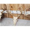 Image 3 : 4 Sets Of Whitetail Antlers On Skull