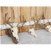 Image 4 : 4 Sets Of Whitetail Antlers On Skull
