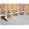 Image 5 : 4 Sets Of Whitetail Antlers On Skull