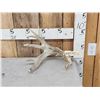 Image 1 : Heavy Mass Whitetail Shed Antler