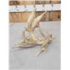 Image 4 : Big Gnarly Nontypical Whitetail Shed Antler