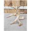 Image 6 : Big Gnarly Nontypical Whitetail Shed Antler