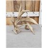 Image 7 : Big Gnarly Nontypical Whitetail Shed Antler